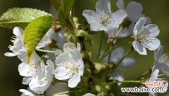 美丽绽放的樱花 樱花的象征意义及文化价值