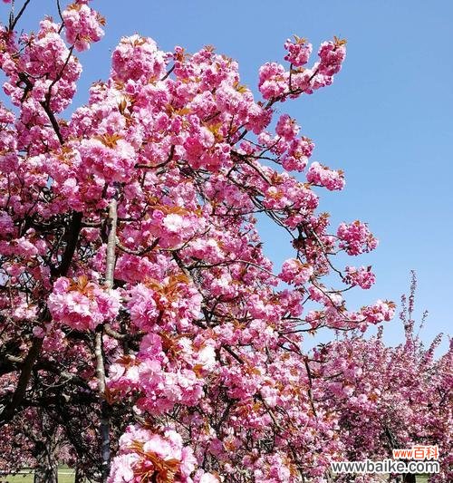 美丽绽放的樱花 樱花的象征意义及文化价值