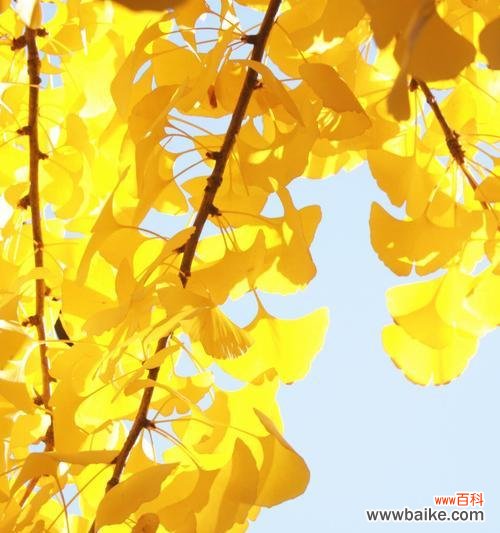 探寻银杏叶的文化内涵 银杏叶的象征意义与寓意