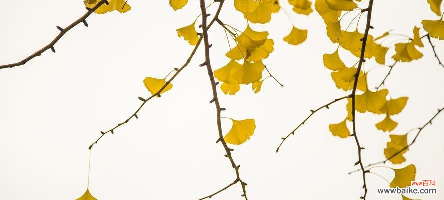 探寻银杏叶的文化内涵 银杏叶的象征意义与寓意