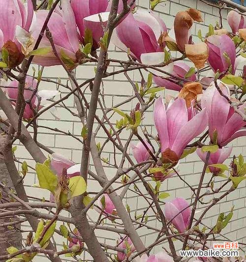 探索玉兰花的奥秘 玉兰的花开之寓意与预兆