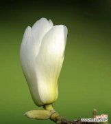 探索玉兰花的奥秘 玉兰的花开之寓意与预兆