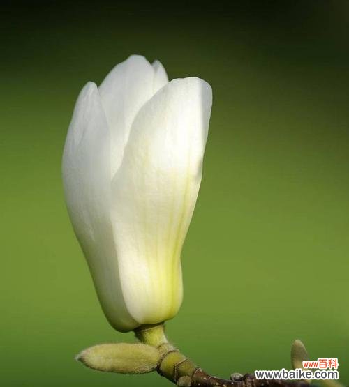 探索玉兰花的奥秘 玉兰的花开之寓意与预兆