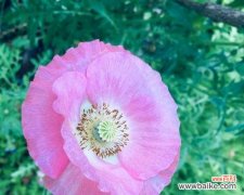 揭示虞美人花的奇特寓意 虞美人的花语与含义