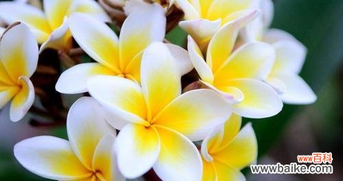 探寻榆树花的诗意与象征 榆树的花语与寓意