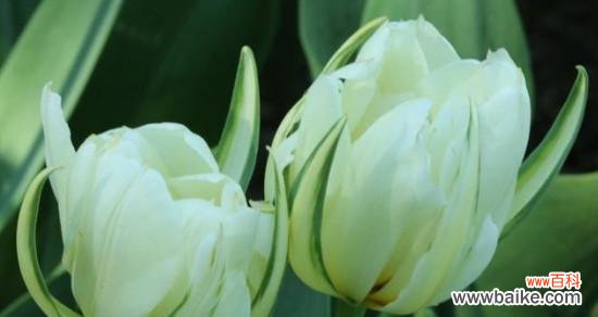 揭秘郁金香的花语与意义 郁金香花语与象征意义探析