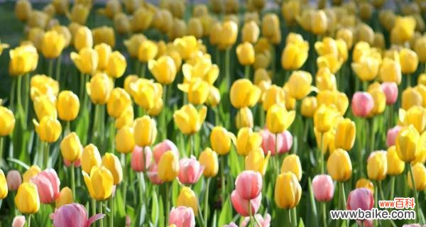 探秘郁金香的花语与寓意 郁金香的花语与寓意——花开如诗,美丽绽放