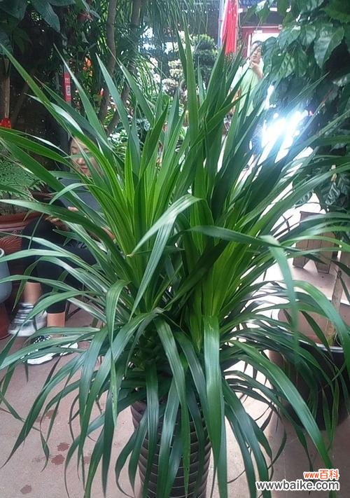 探寻龙血树在风水中的禁忌与吉祥之处 龙血树的寓意与风水摆放