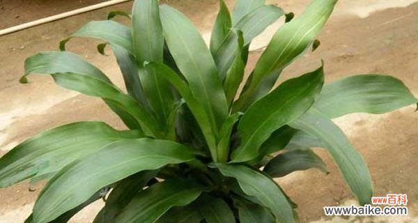 探寻龙血树在风水中的禁忌与吉祥之处 龙血树的寓意与风水摆放