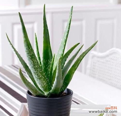 揭秘芦荟在风水中的象征意义和神奇力量 芦荟