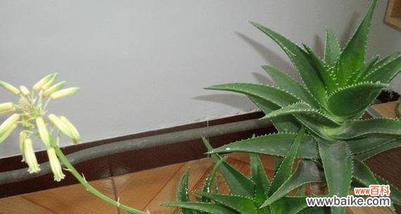 揭秘芦荟在风水中的象征意义和神奇力量 芦荟