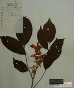 探寻龙眼树在风水中的地位及其象征意义 龙眼树的风水作用与寓意