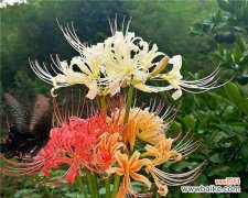 揭示龙爪花的神秘面纱 龙爪花的寓意与象征