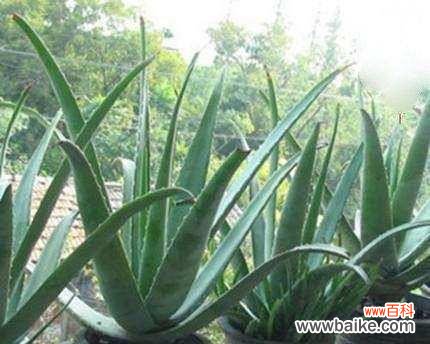 探秘芦荟的奇妙力量 芦荟的象征意义与传说