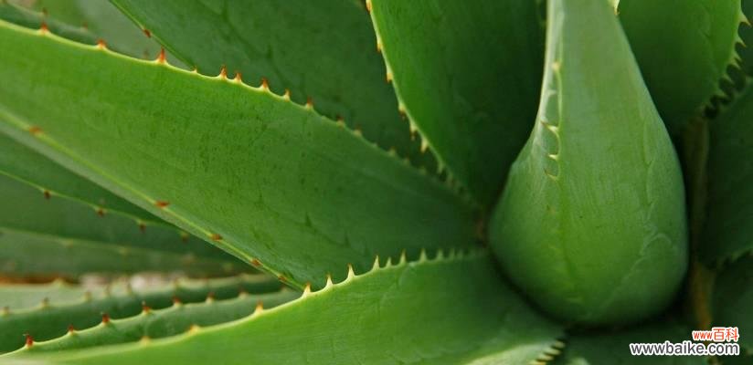 探秘芦荟的奇妙力量 芦荟的象征意义与传说