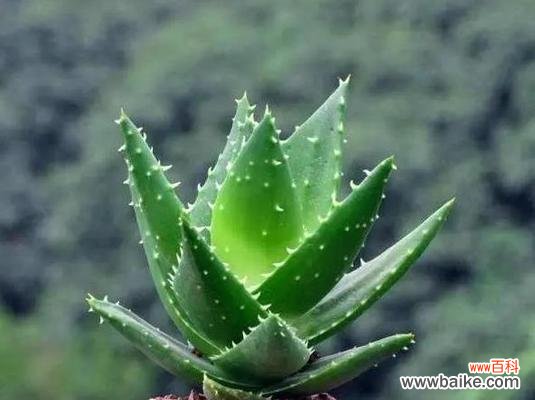 揭示芦荟的神秘力量与深邃内涵 芦荟花语的象征与寓意