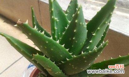 揭示芦荟的神秘力量与深邃内涵 芦荟花语的象征与寓意