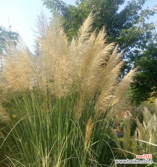 探寻芦苇在文化 芦苇