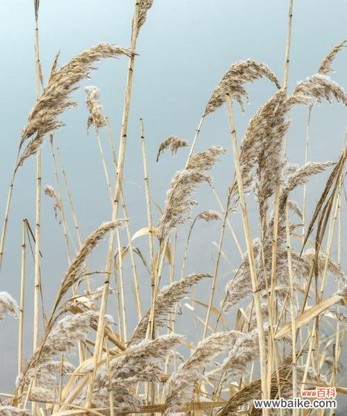 探寻芦苇在文化 芦苇