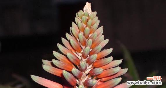 探索芦荟开花的象征意义 芦荟开花预示着什么