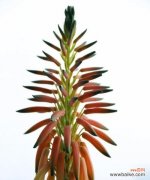 探秘芦荟开花的神奇之处 芦荟开花的风水寓意及好处