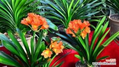 探寻君子兰花语 长春市花君子兰的花语寓意