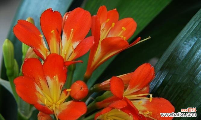 探寻君子兰花语 长春市花君子兰的花语寓意