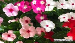 长春花的意义与传承 长春花