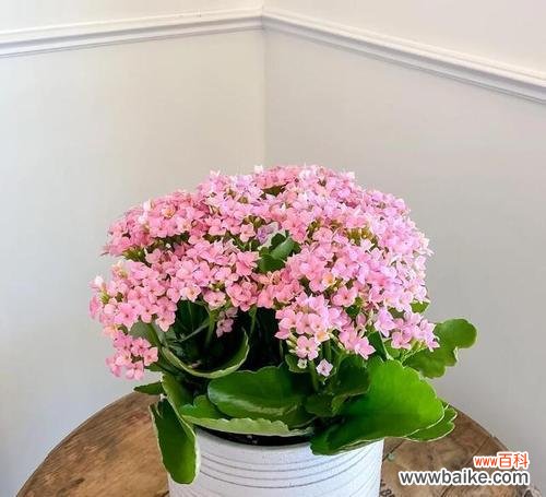 长久 长寿花的象征和寓意