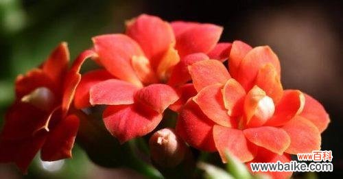 长久 长寿花的象征和寓意