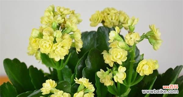 探索长寿花背后的深刻含义 长寿花的意义与象征