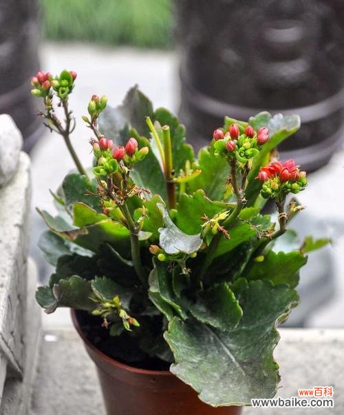 探索长寿花背后的深刻含义 长寿花的意义与象征