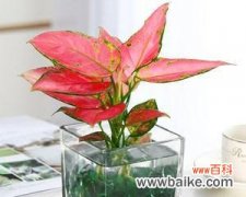 室内盆栽的吉祥之道 寓意吉祥的室内盆栽，让幸福常驻