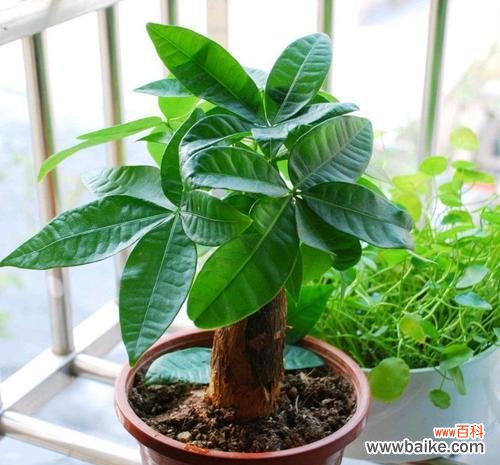 室内盆栽的吉祥之道 寓意吉祥的室内盆栽，让幸福常驻