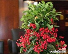 财源滚滚 招财植物，寓意财运亨通