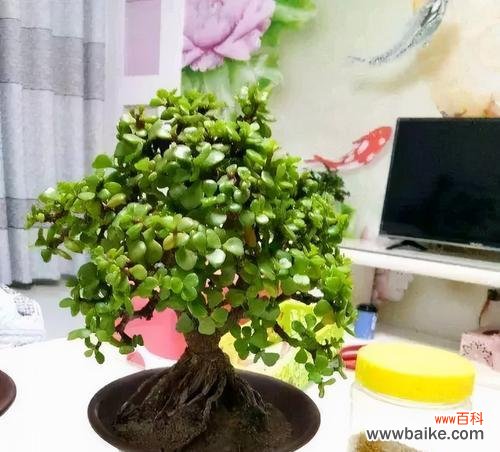 以花卉和绿色植物为主题的心灵疗愈和美化家居的艺术 寓意美好的植物