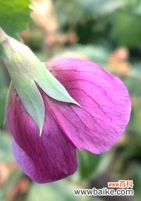 以花卉和绿色植物为主题的心灵疗愈和美化家居的艺术 寓意美好的植物