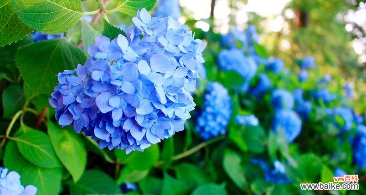 探索自然世界中的顽强生命力 生命的力量——以寓意坚强的植物为主题