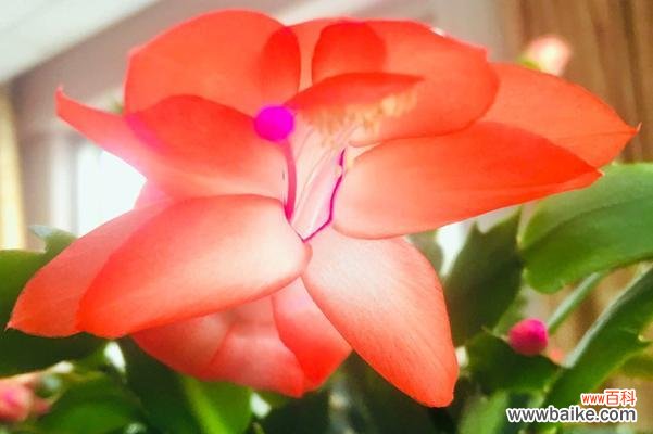 探寻仙人掌花语的意义和传承 仙人掌花语的奥秘