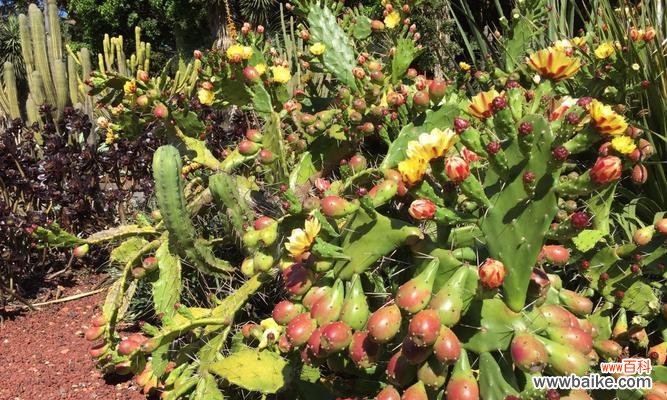 揭开仙人掌开花的奇迹及其意义 探秘仙人掌开花之谜