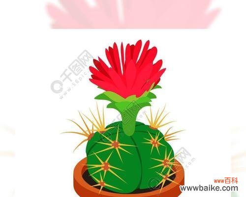 探寻仙人掌的拉丁文名字背后的寓意和特征 仙人掌的拉丁文意义与特点