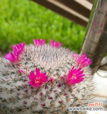 探索仙人掌的花语之旅 仙人掌