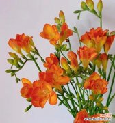 雪域之花 香雪兰-优雅、坚韧与纯洁