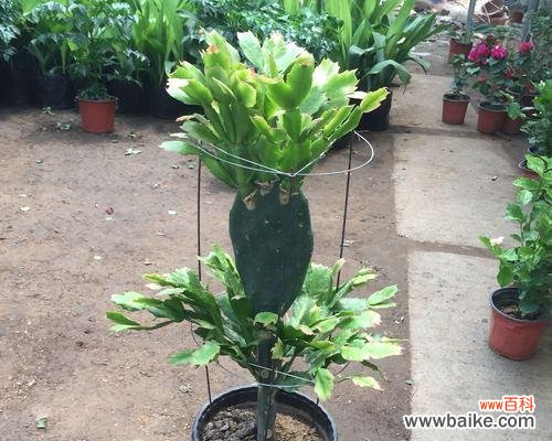 揭秘仙人掌叶子的奥秘 探索仙人掌植物叶子的特点与功能