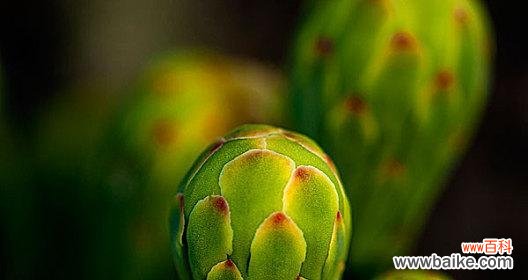 揭秘仙人掌叶子的奥秘 探索仙人掌植物叶子的特点与功能