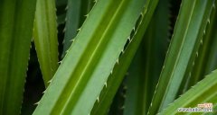 揭秘仙人掌叶子的奥秘 探索仙人掌植物叶子的特点与功能