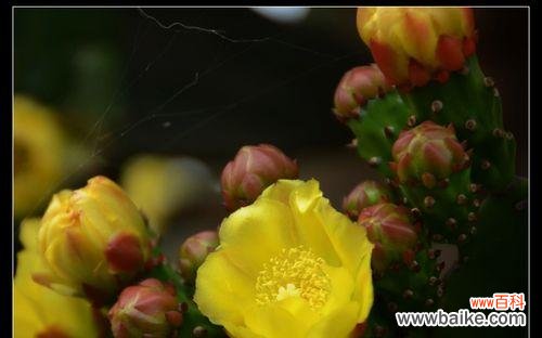 一种坚韧不拔的生命力与自我保护能力 仙人掌的象征与寓意