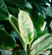 探寻橡皮树的历史和象征意义 橡皮树