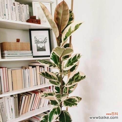 探寻橡皮树的历史和象征意义 橡皮树