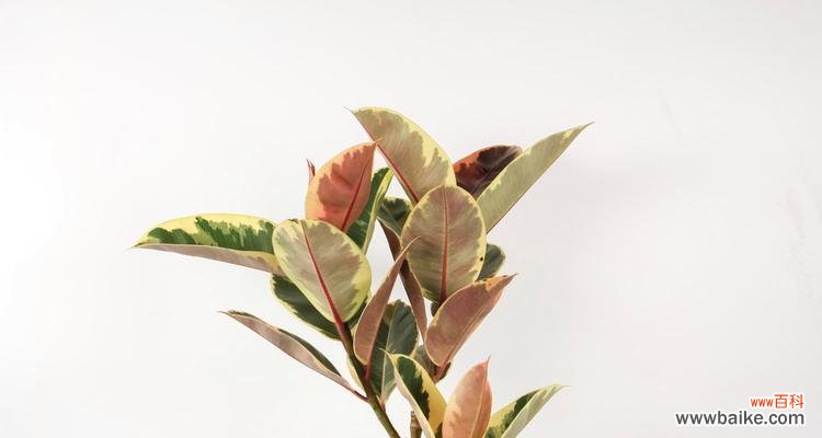 橡皮树花语解读及其象征意义 橡皮树花语